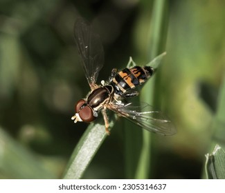Close up of a Hover Fly (Syrphidae) perched on a blade of green grass with wings extended. Long Island, New York, USA - Powered by Shutterstock