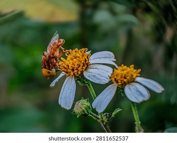 Close up of a hoverfly collecting nectar on daisy flower amid swirly blur