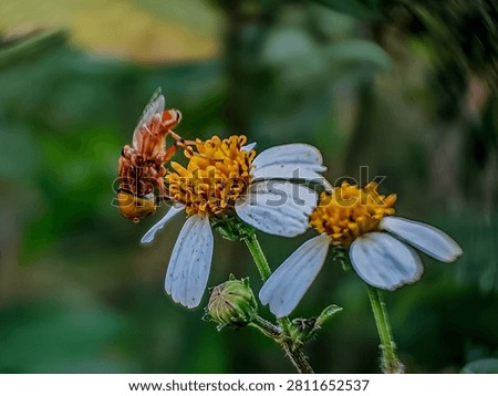 Close up of a hoverfly collecting nectar on daisy flower amid swirly blur