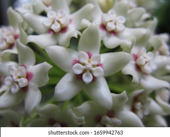 Close Up Of Hoya Australis