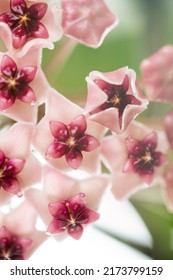 Close Up Of Hoya Obovata Flowers