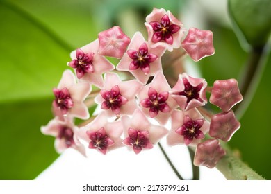 Close Up Of Hoya Obovata Flowers