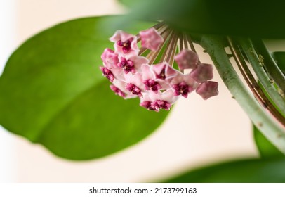 Close Up Of Hoya Obovata Flowers