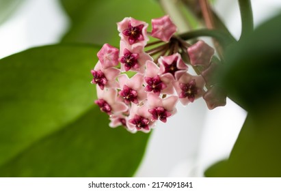 Close Up Of Hoya Obovata Flowers