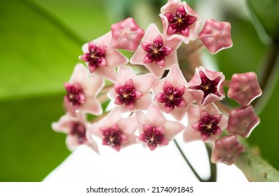 Close Up Of Hoya Obovata Flowers