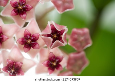 Close Up Of Hoya Obovata Flowers