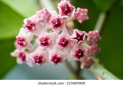 Close Up Of Hoya Obovata Flowers