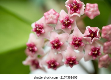 Close Up Of Hoya Obovata Flowers