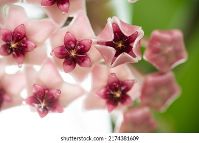 Close Up Of Hoya Obovata Flowers