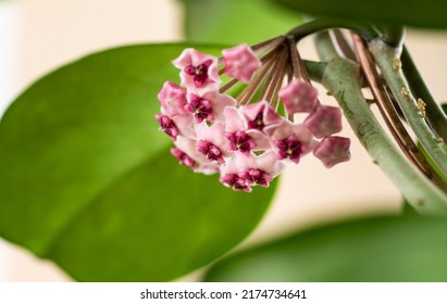 Close Up Of Hoya Obovata Flowers