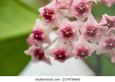 Close Up Of Hoya Obovata Flowers