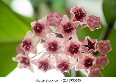 Close Up Of Hoya Obovata Flowers