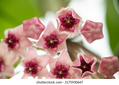 Close Up Of Hoya Obovata Flowers