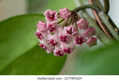 Close Up Of Hoya Obovata Flowers