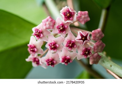 Close Up Of Hoya Obovata Flowers