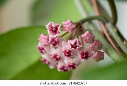 Close Up Of Hoya Obovata Flowers