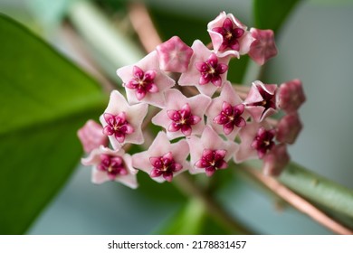 Close Up Of Hoya Obovata Flowers