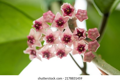 Close Up Of Hoya Obovata Flowers