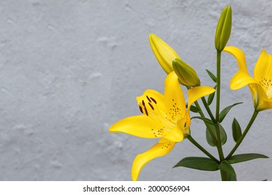 A close up of a huge and beautiful bright yellow Tiger Lily flower (Lilium lancifolium) against the background of a gray wall.. There is some free space for your text or sign.