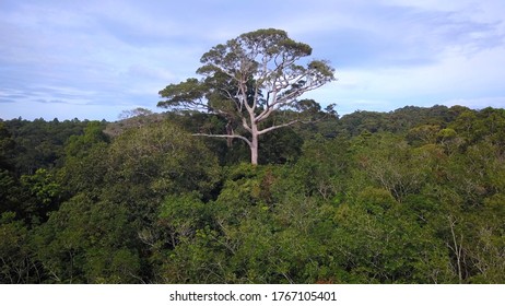 Close to huge big green tree stay alone above lush  canopy of tropical rainforest  - Powered by Shutterstock