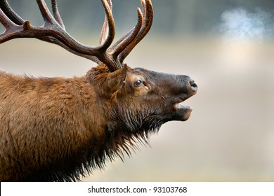 Close up of huge male elk bugling in cold fall air