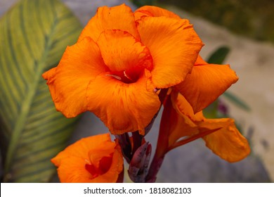 Nahaufnahme einer riesigen orangefarbenen Lilienblume.Der Blumenkopf streckte sich in den Himmel. Tropisch blühende Blume im Regenwald des Cameron Highlands, Malaysia. Detaillierte Abbildung einer orangefarbenen Lilienblume