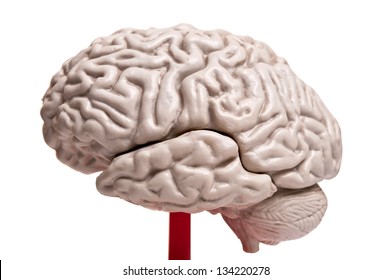 close up to human brain anatomy - Shutterstock ID 134220278