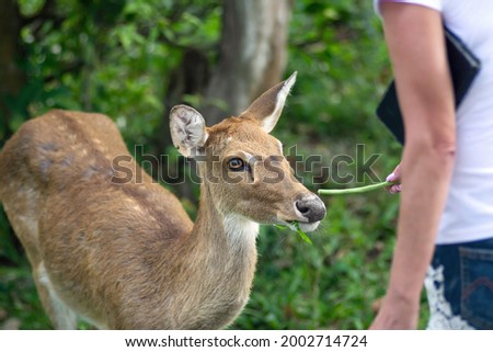 close up human hand holding vegetable to feeding small beautiful deer