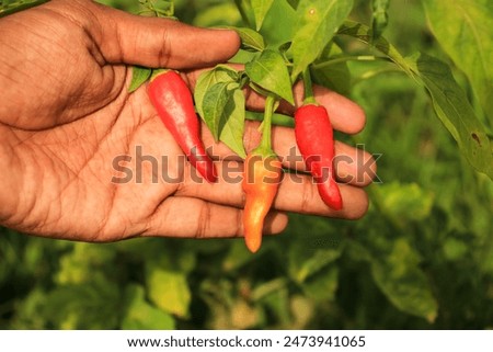 Close up of human hand Picking Red chillies. Red chillies growing in farm. A man harvesting Red pepper. Red chillies close up shoot. Full frame photo Of chillie on band. Selective focus.