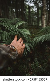 Close up of human hand touching the green fern leafs in the wilderness forest. Lifestyle,survival concept. - Shutterstock ID 1759455569