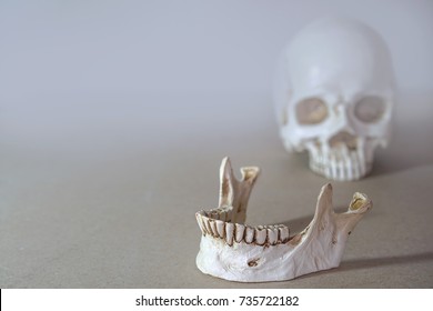 Close Up Of Human Jaw Skeleton