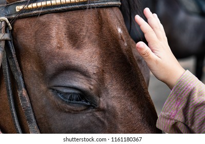 Close up of human kid hand touching and caressing horse muzzle, horse therapy - Powered by Shutterstock