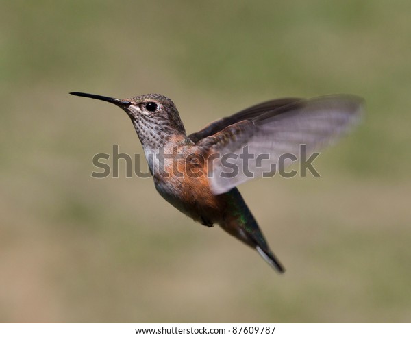 Close Humming Bird Mid Flight Very Stock Photo Edit Now 87609787