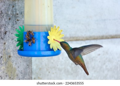 Close up of hummingbird sharing artificial feeder with honey bees while gathering sugar water. Buenos Aires, Argentina.