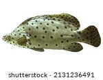 Close up of Humpback grouper or panther grouper in coral reef isolated on white background. Cromileptes altivelis species living in Western Pacific Ocean.