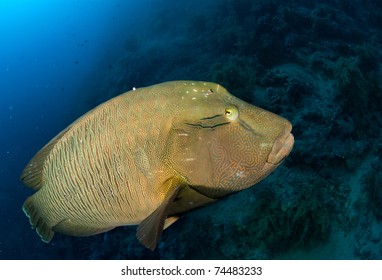 Close Humpback Wrasse Red Sea Stock Photo (Edit Now) 74483233