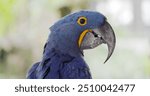 Close up of a Hyacinth macaw. Beautiful blue parrot, The Hyacinth Blue Macaw (Anodorhynchus Hyacinthinus).