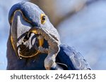 Close up of Hyacinth macaw and its