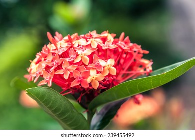 Close up Hydrangea