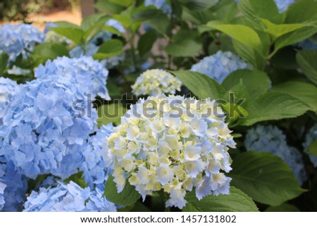 close up of a hydrangea
 