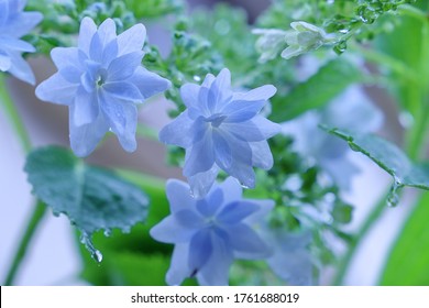 Close up of hydrangea flower.