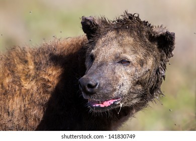 Close Up Of A Hyena After A Mud Bath In The Serengeti