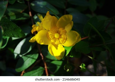 Close up of Hypericum calycinum blooming in the shade.