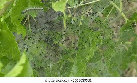 Close up of 'Hyphantria cunea' or 'Fall webworm'.