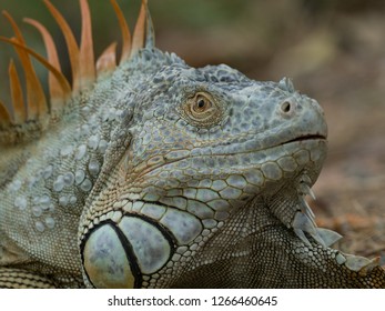 Close Iguana Inside Cage Local Zoo Stock Photo 1305689443 | Shutterstock