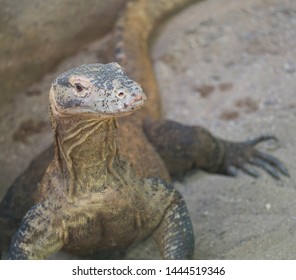 Ctenosaura Clarki の画像 写真素材 ベクター画像 Shutterstock