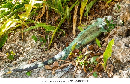 Close Up Of An Iguana In Guadeloupe, Caribbean