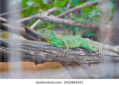 Close up iguana lizard green reptile at Korat zoo.