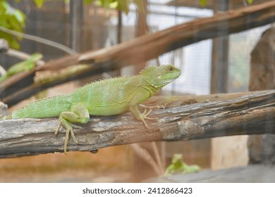 Close up iguana lizard green reptile at Korat zoo.