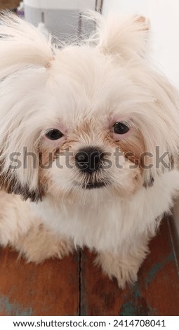 close up image of an adorable shihtzu puppy's face. funny face. copy space.